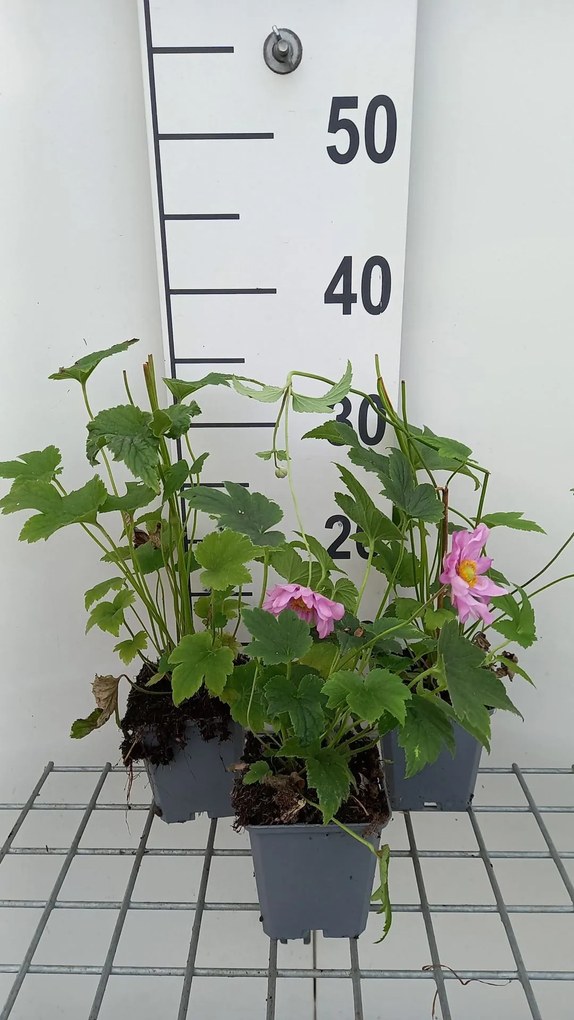 Anemone x hybrida 'Margarete' - pot 9x9 cm