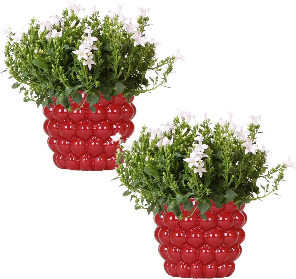 Combideal - 2x Campanula Addenda Ambella wit inclusief Berry sierpotten - 20cm