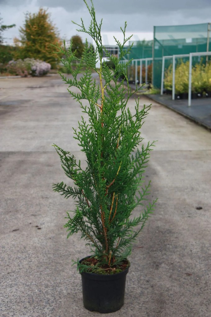 Thuja plicata 'Atrovirens' - pot - 80-100 cm -