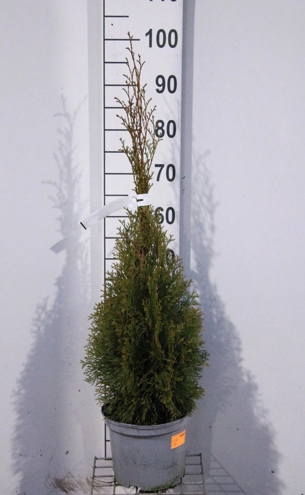 Thuja occidentalis 'Smaragd' - pot - 80-100 cm