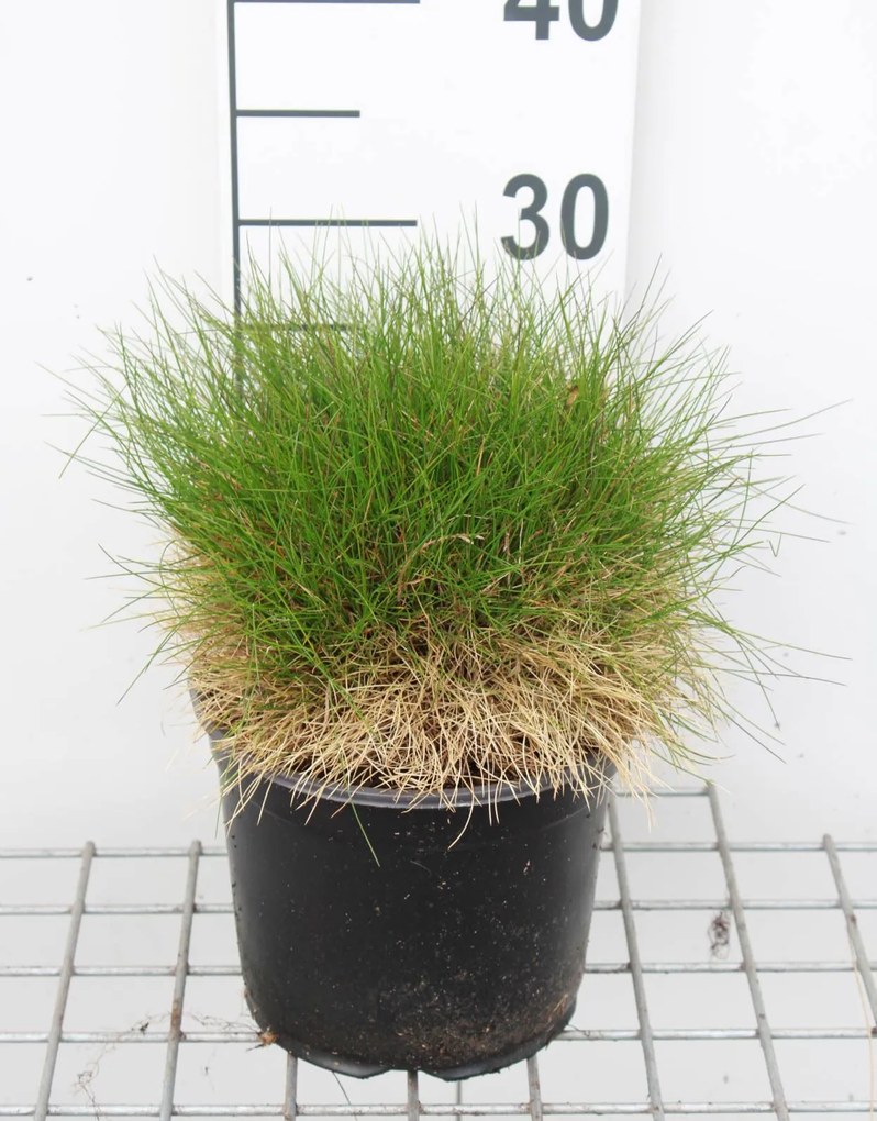 Festuca gautieri 'Pic Carlit' - pot 3L