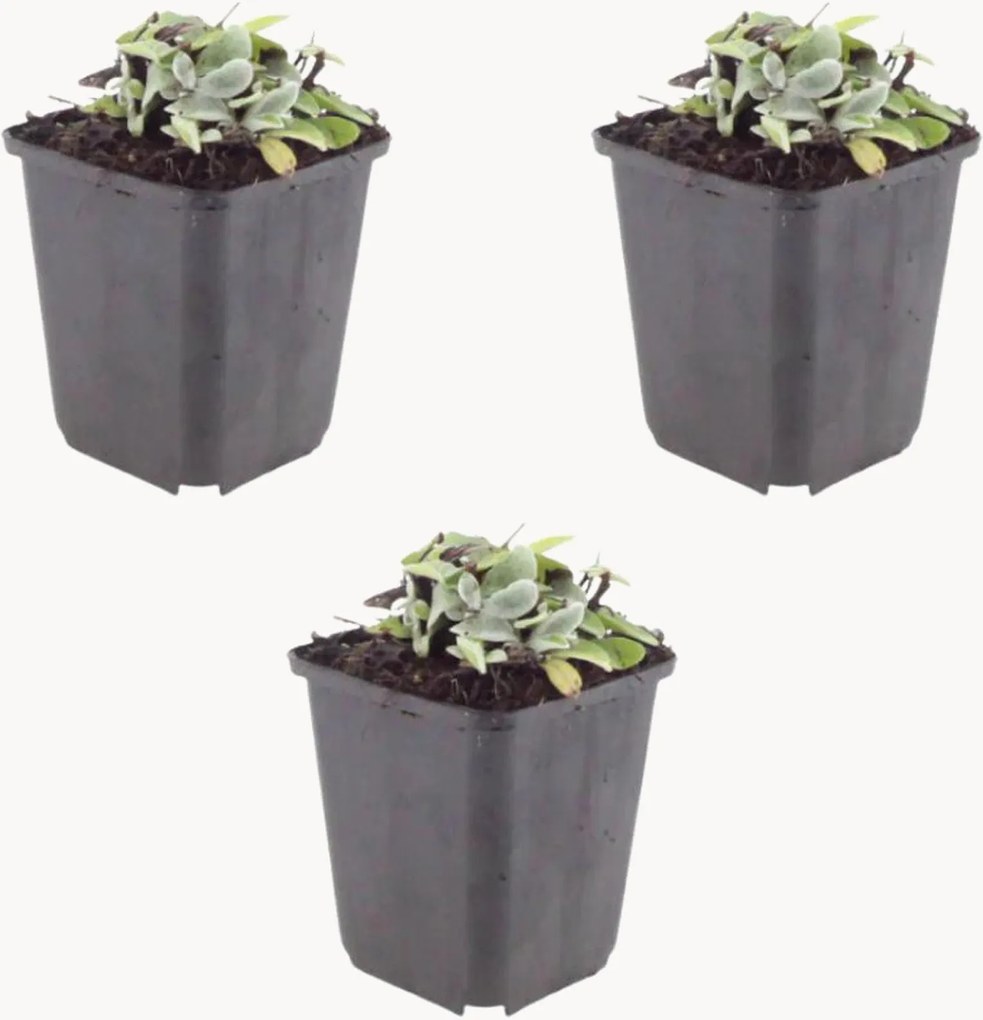 Planten Pearl Strawflower Anaphalis triplinervis, 3-delig