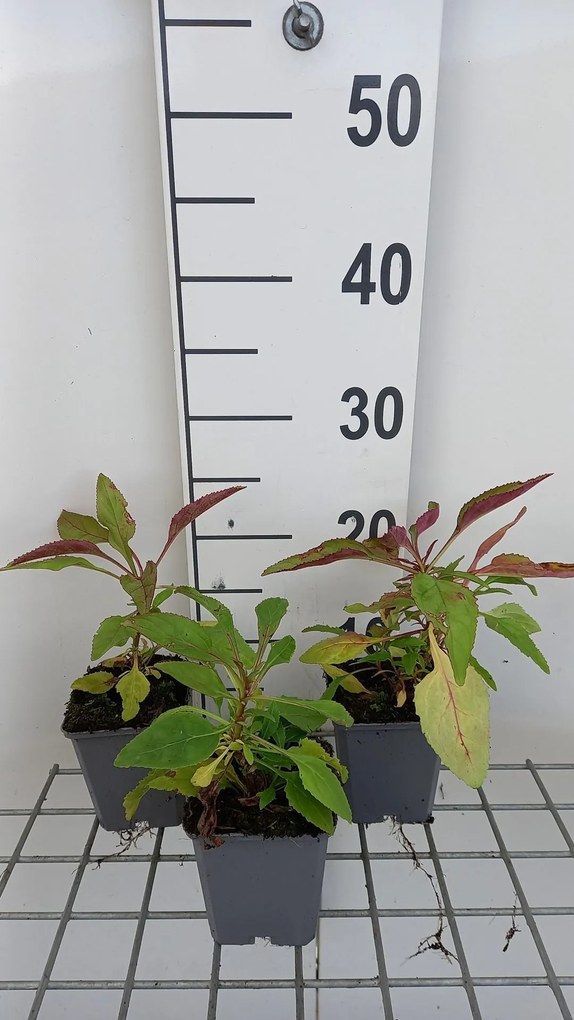 Penstemon 'Winter Star' - pot 9x9 cm