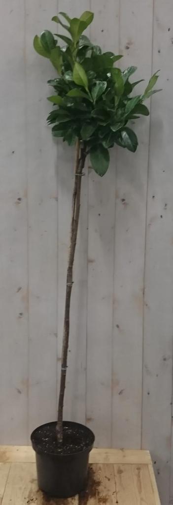 Prunus Rotundifolia op 70 cm stam