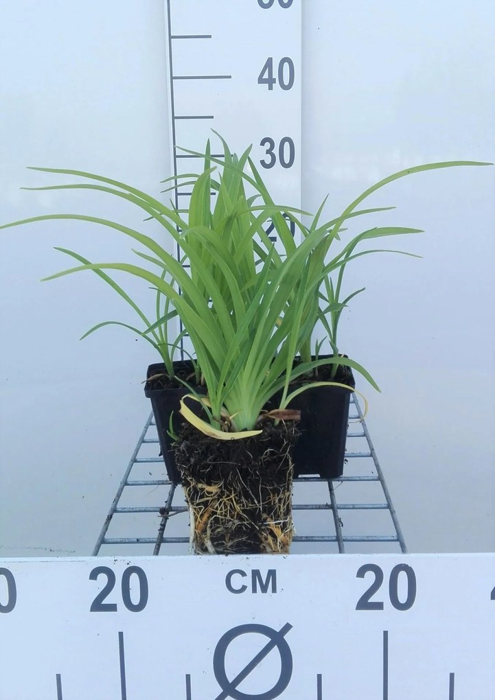 Hemerocallis 'Pink Damask' - pot 9x9 cm -