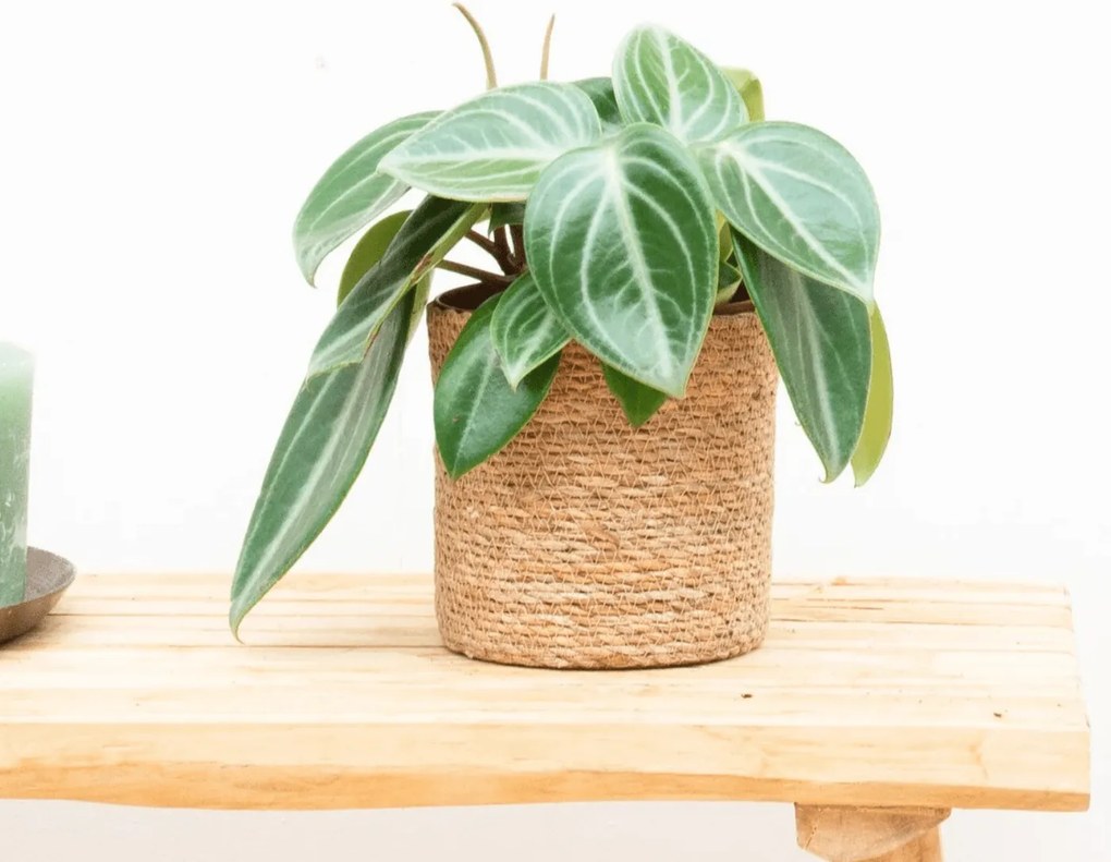 Peperomia Sarcophylla - 30cm
