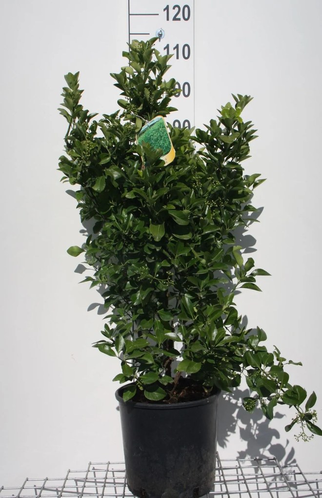 Euonymus japonicus - pot 10L - 60-80 cm