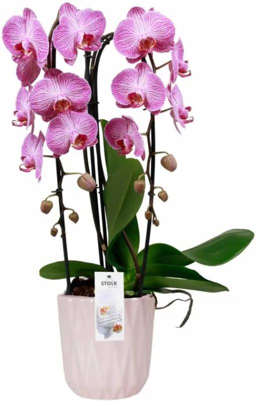 Orchidee Jade 2 Tak Cascade Roze