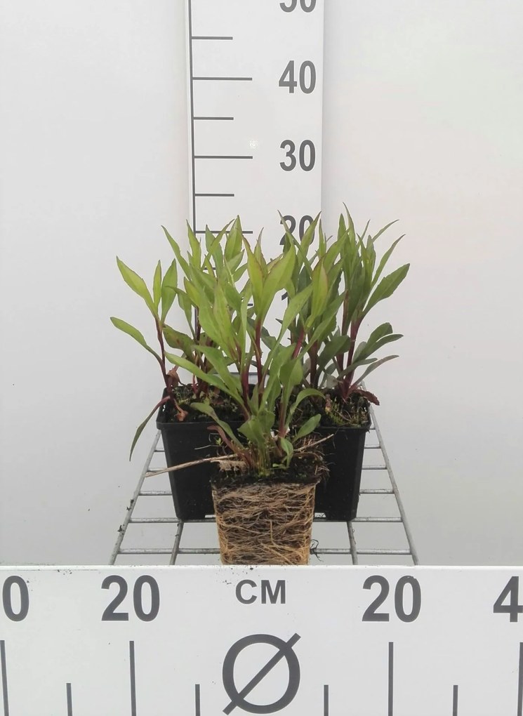 Aster novi-belgii 'Sarah Ballard' - pot 9x9 cm