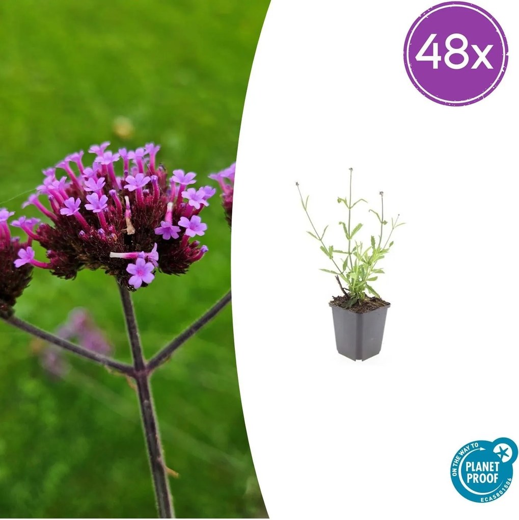 Verbena Bonariensis 'Lollipop' - 20cm