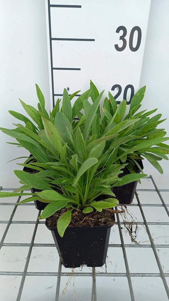 Coreopsis lanceolata 'Sterntaler' - pot 9x9 cm