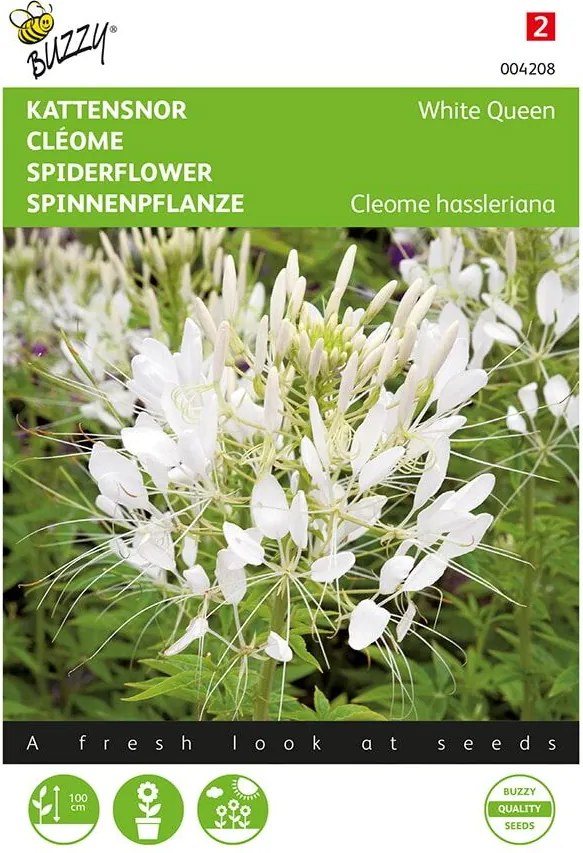 Buzzy seeds - bloemzaden - Cleome, Kattensnor White Queen