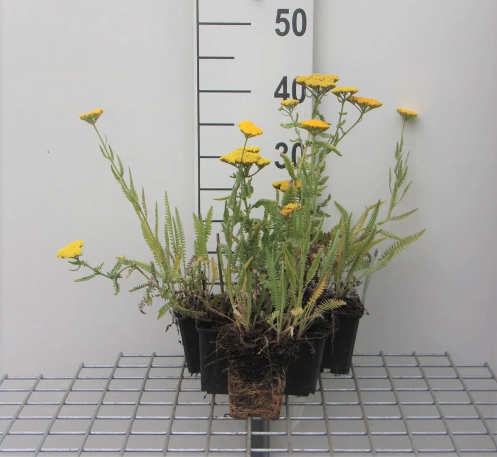 Achillea 'Coronation Gold' - pot 9x9 cm