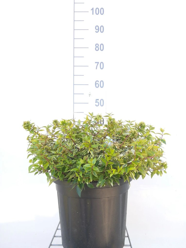 Abelia x grandiflora 'Kaleidoscope' - pot 10L - 50-60 cm