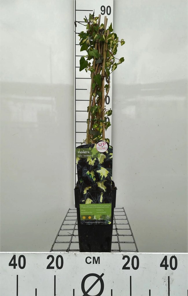 Hedera helix 'Goldheart' - pot - 50-60 cm -