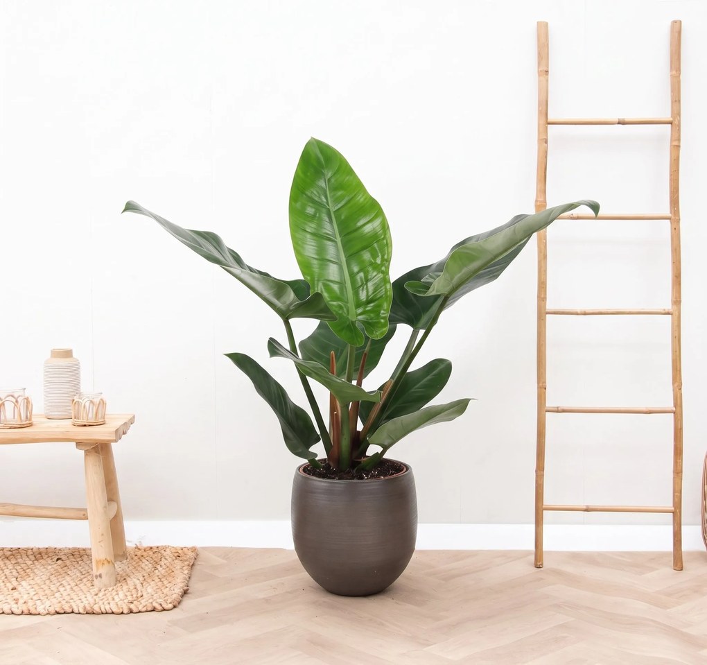 Philodendron Green Beauty - 60cm