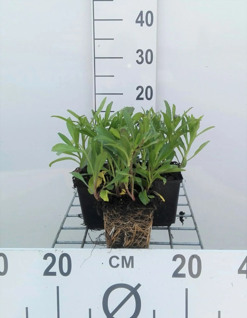 Leucanthemum 'Silberprinzesschen' - pot 9x9 cm