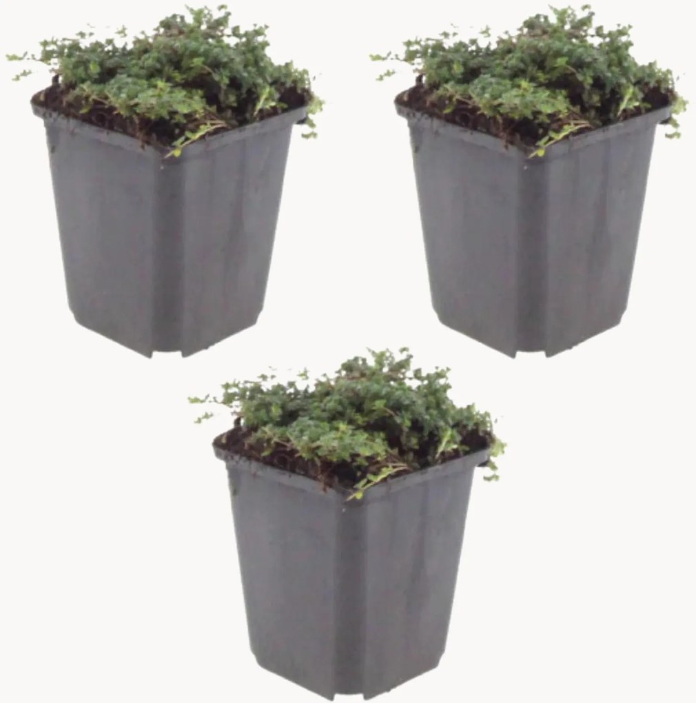 Planten Kruideniers Thymus praecox Purple Beauty, 3-delig