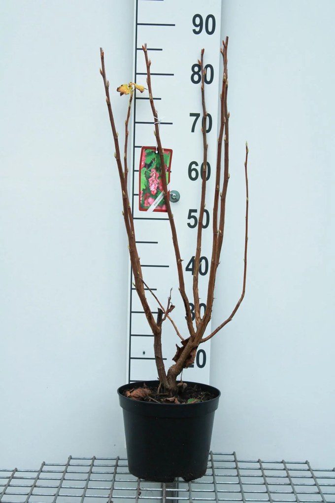 Ribes odoratum - pot - 50-60 cm -