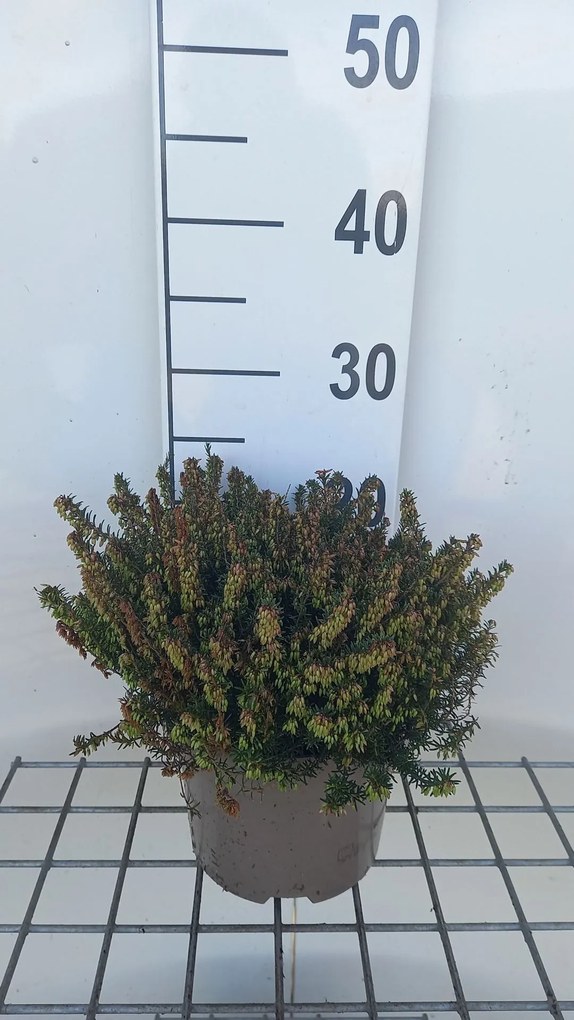 Erica carnea - rood - pot 2L - 20-25 cm -