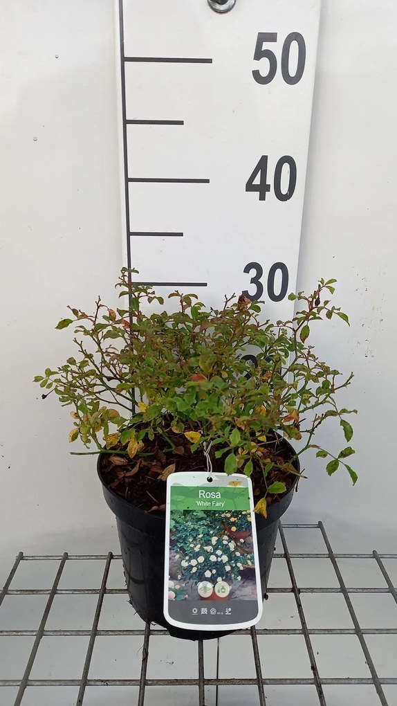 Rosa 'White Fairy' - pot