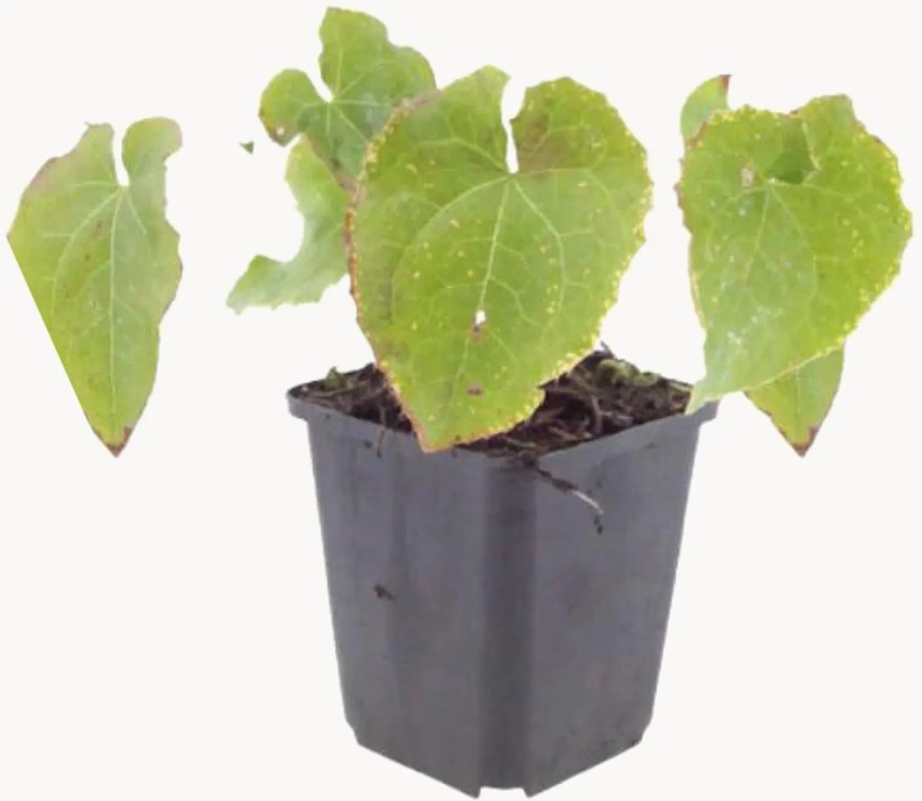 Planten Barrenwort Epimedium perralchicum Frohnleiten, 3-delig