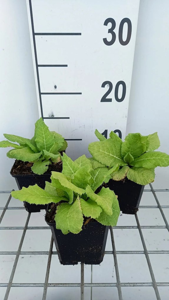 Primula allionii 'Apple Blossom' - pot 9x9 cm -