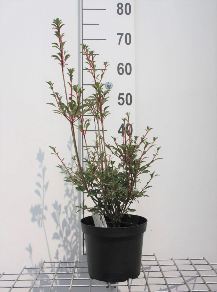 Enkianthus campanulatus - pot - 40-50 cm -