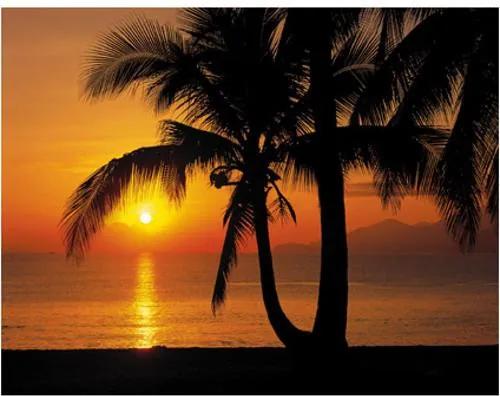 Fotobehang Palmy beach sunrise