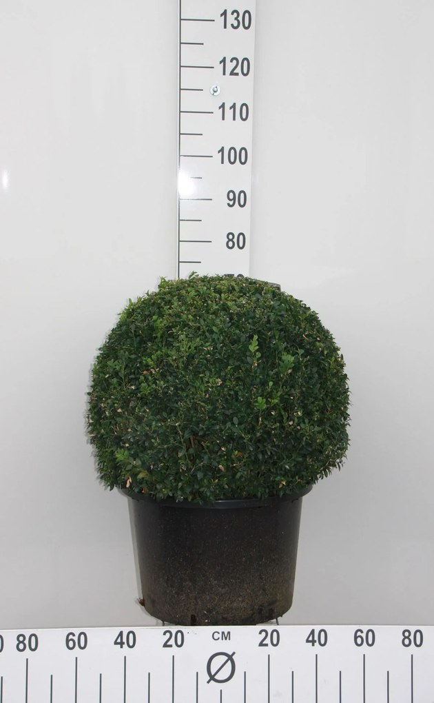 Buxus sempervirens - pot - bolvorm diameter 55+ cm