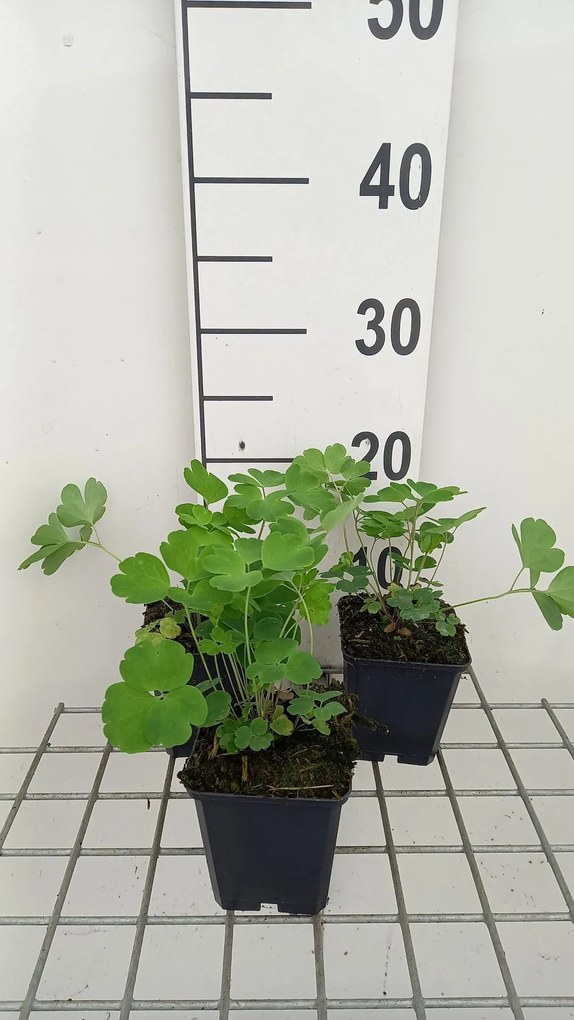 Aquilegia vulgaris 'Blue Barlow' - pot 9x9 cm -
