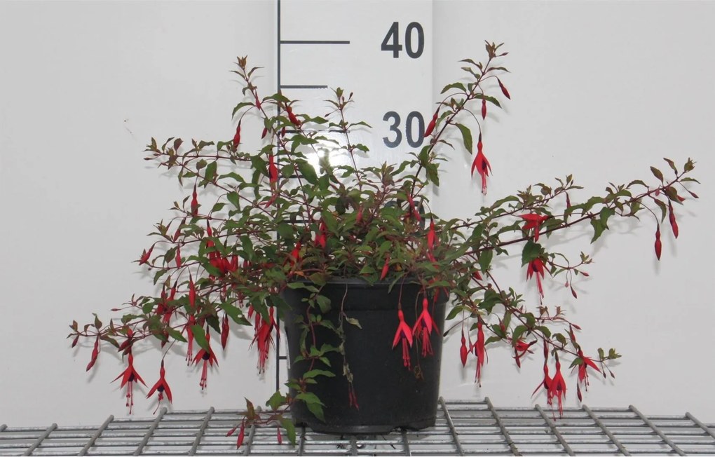 Fuchsia 'Riccartonii' - pot - 30-40 cm -