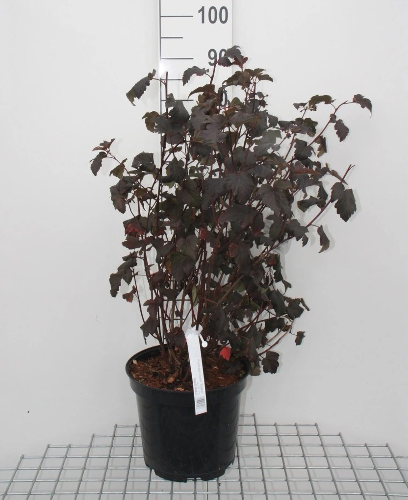 Physocarpus opulifolius 'Diabolo' - pot 10L - 80-100 cm