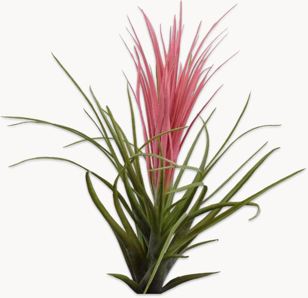 Handgemaakte kunstbloemen Tillandsia, 2-delig