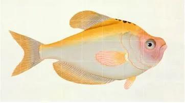 Yellow Fish Wandsysteem 60 x 100 cm