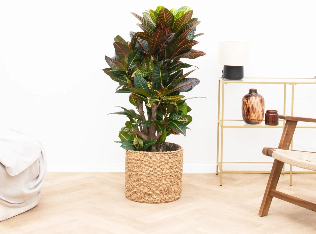 Codiaeum Petra  - 120cm