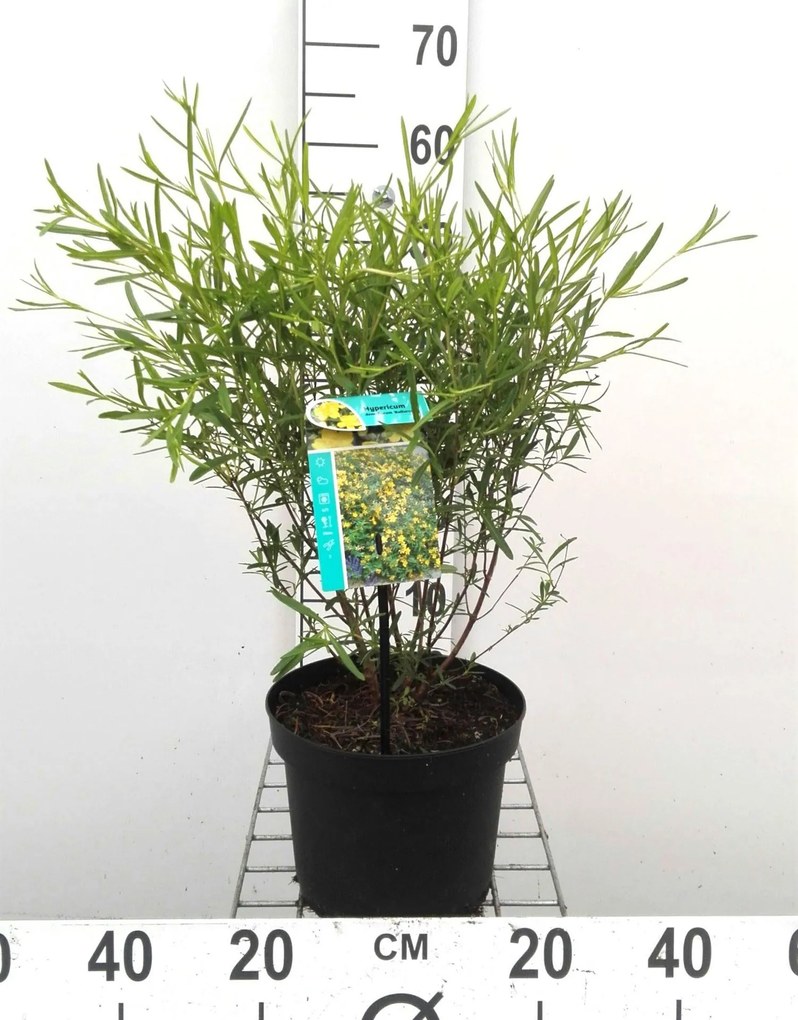 Hypericum densiflorum 'Buttercup' - pot - 30-40 cm