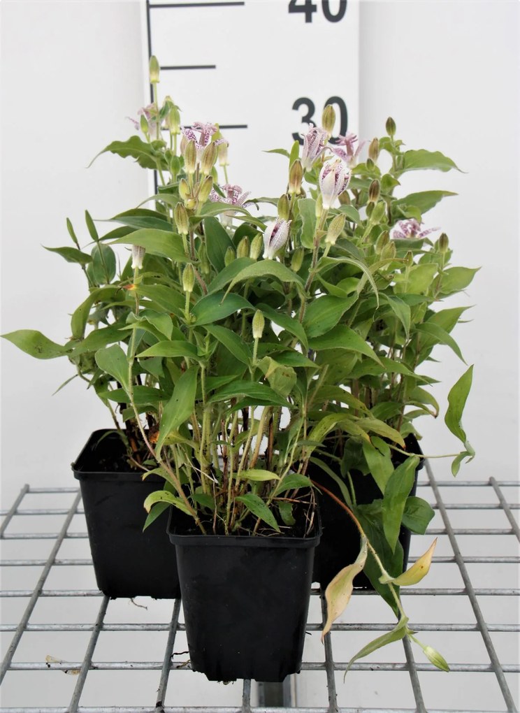 Tricyrtis hirta - pot 9x9 cm -