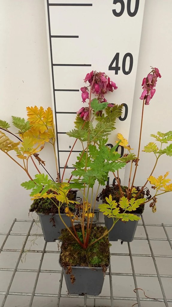 Dicentra formosa 'Luxuriant' - pot 9x9 cm
