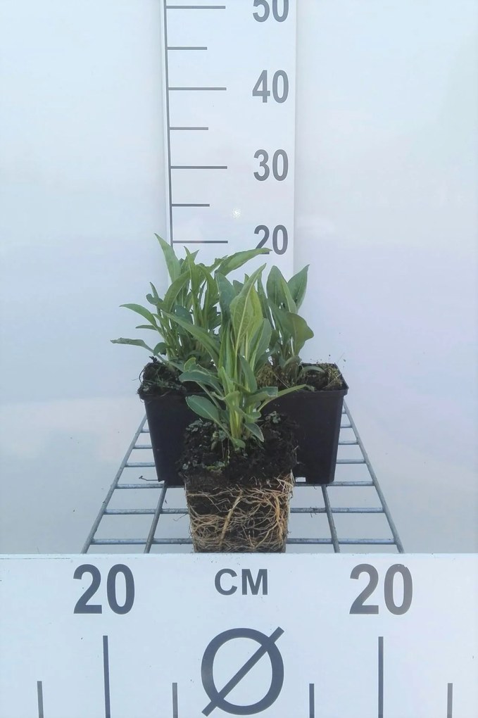 Echinacea 'Tomato Soup' - pot 9x9 cm -
