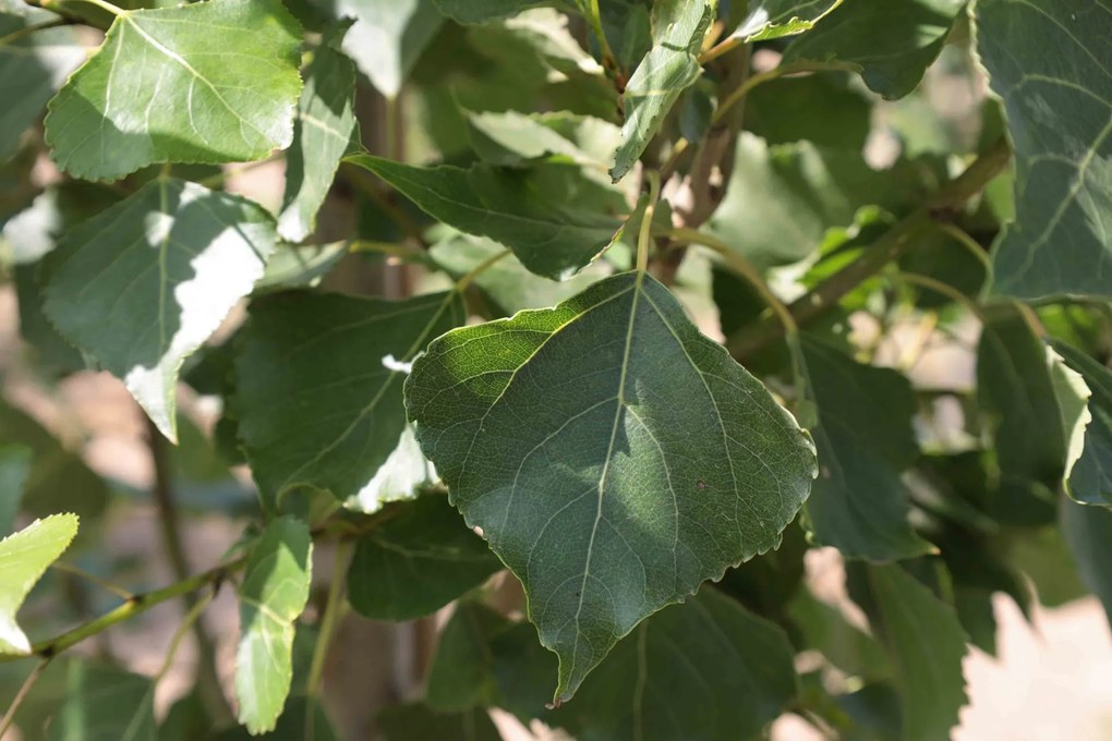 Populus nigra 'Italica' - Blote wortel - 90-120 cm -