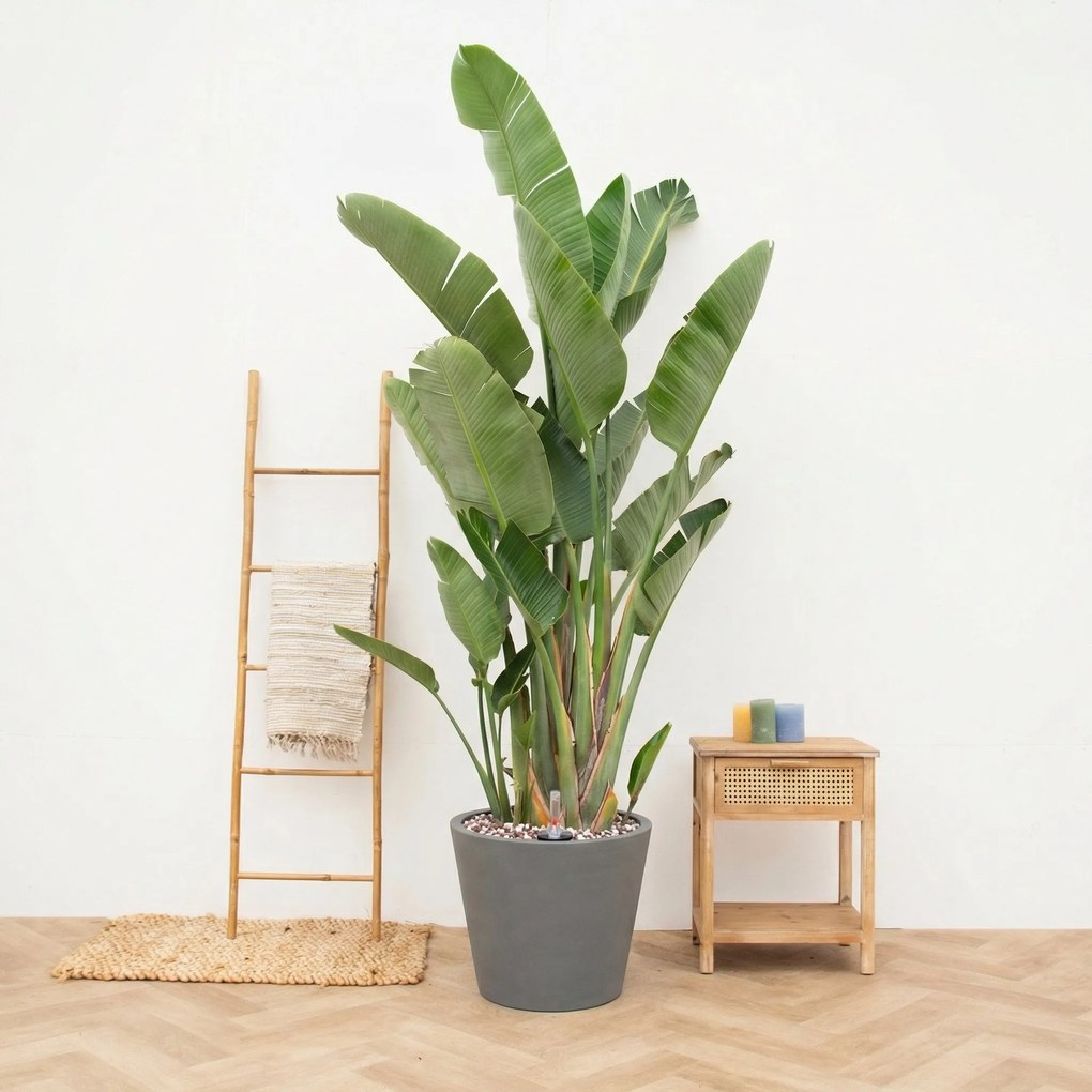 Combi deal - Strelitzia Augusta Multistam de luxe inclusief pot Bucket - 250cm
