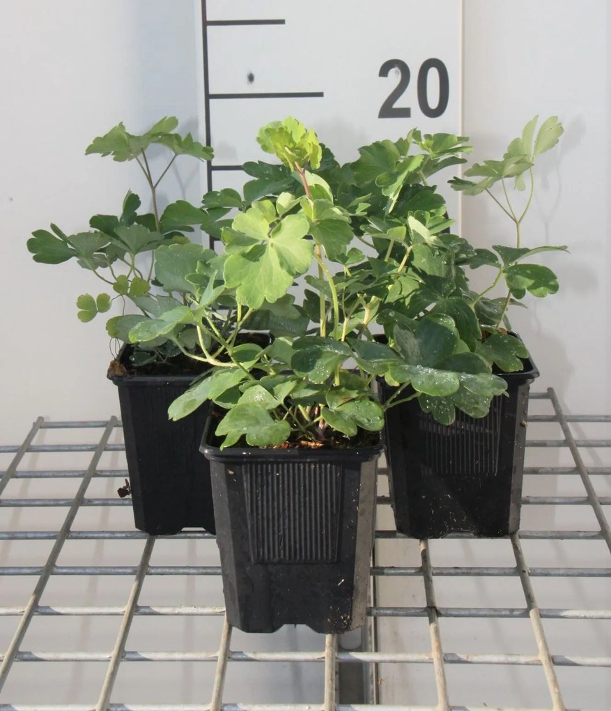 Aquilegia vulgaris - pot 9x9 cm -