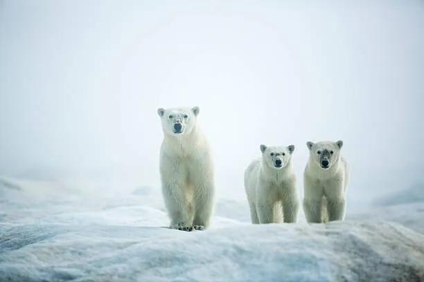 Kunstfotografie Polar Bears in Fog, Hudson Bay, Nunavut, Canada, Paul Souders, (40 x 26.7 cm)