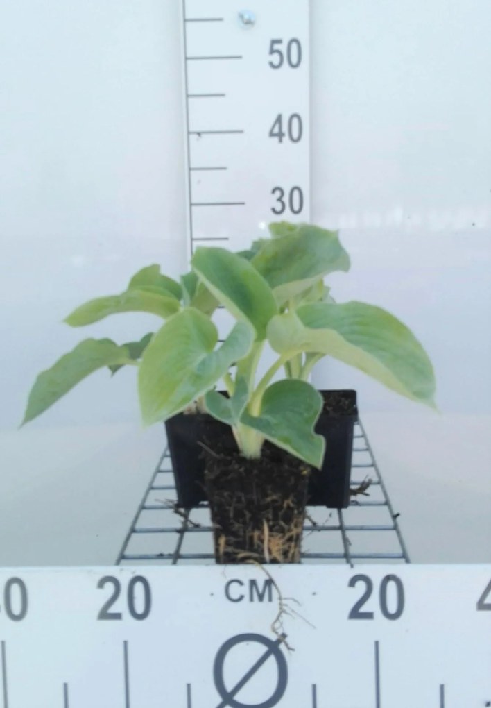 Hosta 'Royal Standard' - pot 9x9 cm