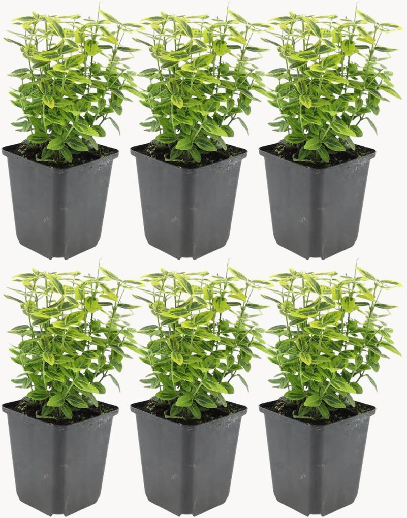 Planten Gele Spindelboom Euonymus fortunei Emerald n Gold, 6-delig