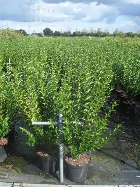 Ligustrum ovalifolium - pot 12L - 125-150 cm -