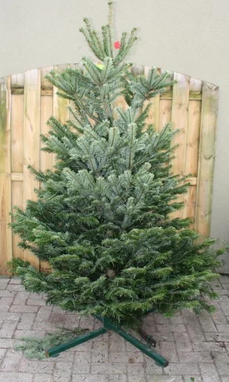 Kerstboom Warentuin Nordman A - kwaliteit Abies Nordmanniana 200 - 225 cm Warentuin Natuurlijk