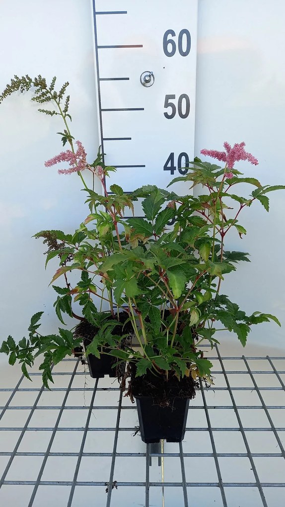 Astilbe 'Bressingham Beauty' - pot 9x9 cm