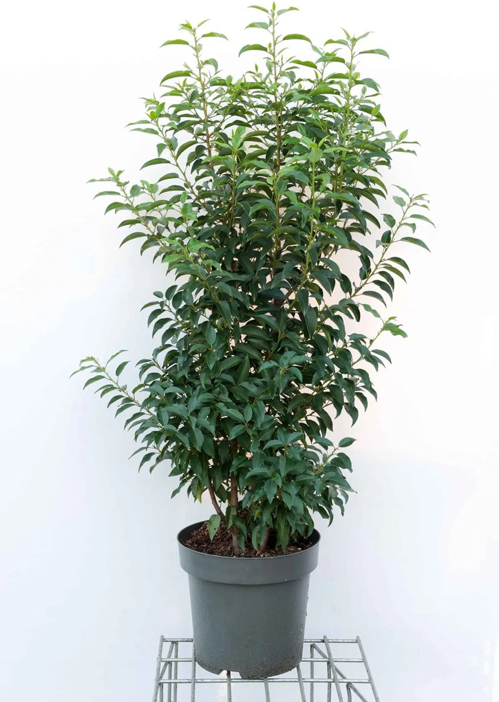 Prunus lusitanica 'Angustifolia' - pot 15L - 100-125 cm